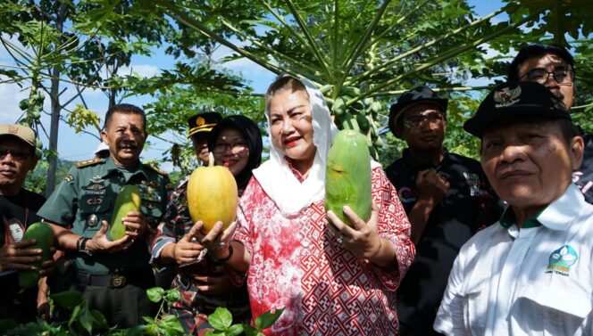 
					Wali Kota Semarang, Hevearita Gunaryanti Rahayu memimpin panen pepaya Hawai dan California di Kebun Pepaya Kelompok Tani Muda Mandiri Kandri, Kecamatan Gunungpati, Selasa (11/6/2024).