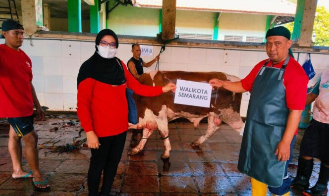 
					DPC PDI Perjuangan Kota Semarang menyembelih tiga ekor sapi dan lima kambing pada Hari Raya Idul Adha 2024/1445 Hijriah di Rumah Potong Hewan (RPH) Penggaron, baru-baru ini. (Ist)