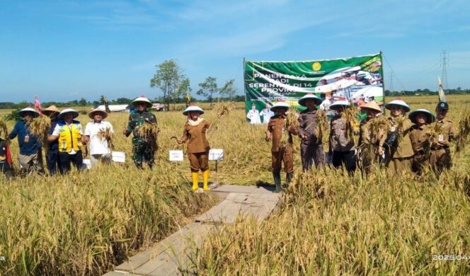
					Forkopimda Brebes Gelar Panen Raya Padi di Desa Karangsari, Bulakamba