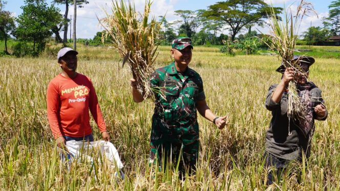 
					Dandim Boyolali Ikuti Vidcon Bersama Presiden RI dan Panen Raya di Desa Nepen Teras