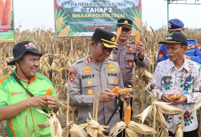 
					Kapolres Tegal AKBP Bayu Prasatyo Hadiri Panen Jagung di Desa Brekat