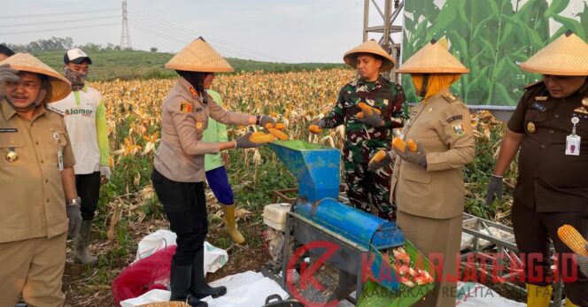 
					Dukung Ketahanan Pangan, Polres Semarang Gelar Panen Raya Jagung di Bergas