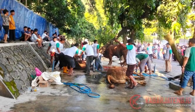 
					MAJT Semarang Kurbankan 45 Hewan dalam Peringatan Iduladha 1446 H