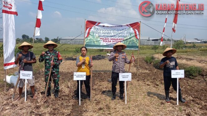 
					Dukung Ketahanan Pangan, Kapolsek Bergas AKP Harjono Ikut Tanam Jagung Serentak di Dua Kecamatan