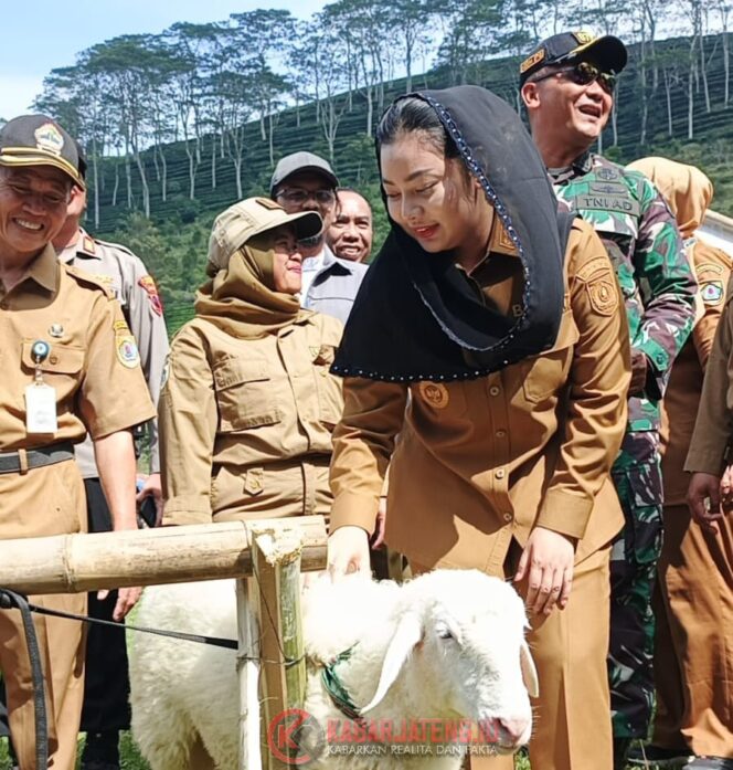 
					Bupati Brebes: Domba Sakub dari Brebes untuk Indonesia