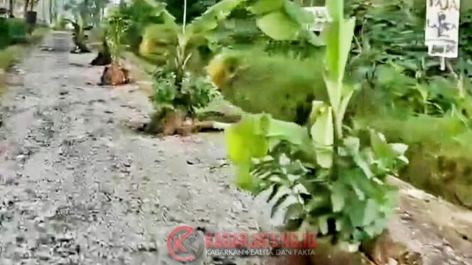 
					Warga Dukuh Kali Kidang Tanam Pohon Pisang di Jalan Rusak Sebagai Bentuk Protes