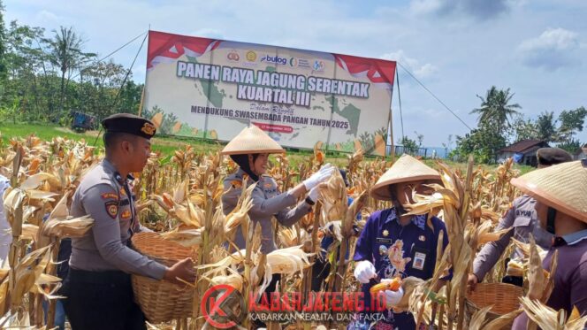 
					Panen Jagung Bersama di Bawen, Polres Semarang Hasilkan 1,2 Ton