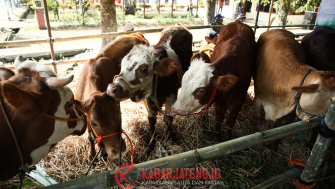 
					Pemprov Jateng Genjot Vaksinasi PMK, Targetkan Satu Juta Dosis Demi Swasembada Daging