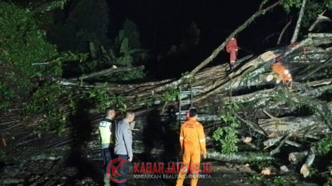 
					Pohon Tumbang Tutup Jalan Semarang–Grobogan, Polsek Bringin Bersama Tim Gabungan Lakukan Evakuasi