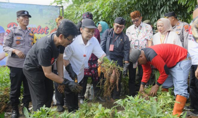
					Wali Kota Agustina Panen Ubi Jalar dan Singkong, Dorong Ketahanan Pangan Lokal di Semarang