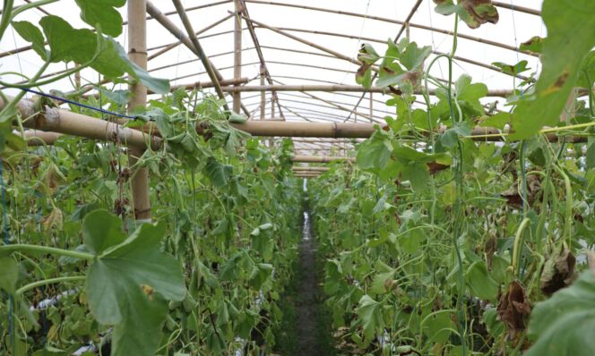 
					Reforma Agraria Dorong Regenerasi dan Inovasi Petani Muda di Desa Soso