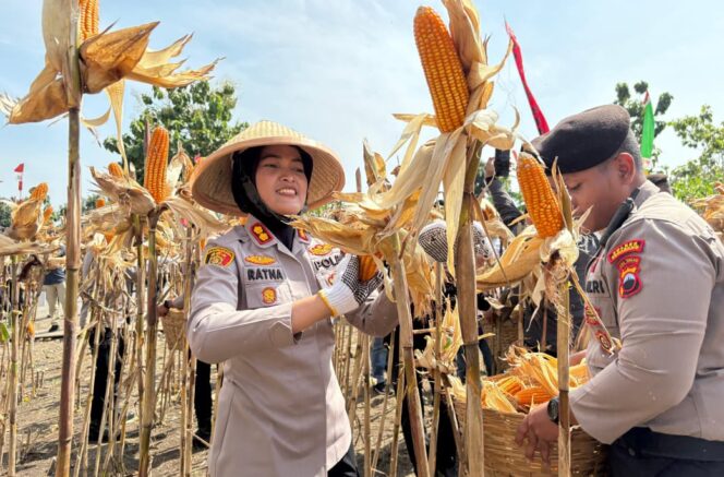 
					Panen Jagung Kuartal IV 2025, Polres Semarang Hasilkan Hampir 46 Ton