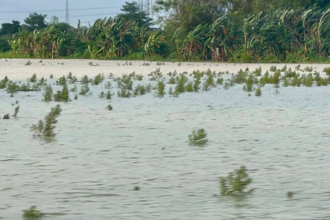 
					Kabar Baik untuk Petani Jateng, Klaim Asuransi Gagal Panen Segera Direalisasikan