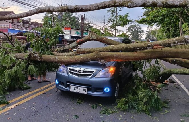 
					Pohon Pete Setinggi 15 Meter Tumbang Tutupi Jalan Raya Solo–Semarang, Polisi Bergerak Cepat Lakukan Evakuasi
