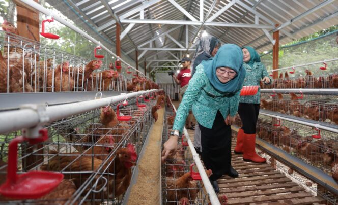 
					Tinjau Peternakan Ayam di Kudus, Nawal Arafah Yasin Dorong Penguatan Ketahanan Pangan Keluarga