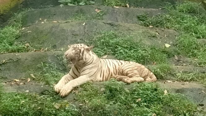 
					Kembali ke Semarang Zoo, Bimo Paparkan Langkah Strategis Konservasi Satwa