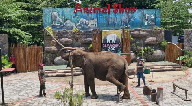 
					Semarang Zoo Hentikan Atraksi Tunggang Gajah, Perkuat Komitmen pada Kesejahteraan Satwa