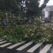 Pohon tumbang dari jalan Gajahmada menutup total akses jalan menuju jalan Pemuda Semarang | dok Humas Pemkot.