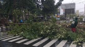 Pohon tumbang dari jalan Gajahmada menutup total akses jalan menuju jalan Pemuda Semarang | dok Humas Pemkot.