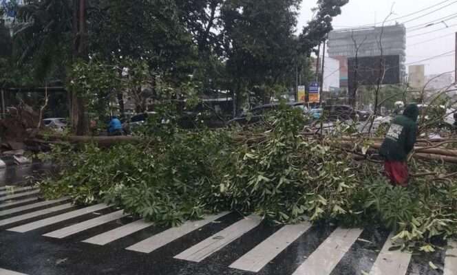
					Pohon tumbang dari jalan Gajahmada menutup total akses jalan menuju jalan Pemuda Semarang | dok Humas Pemkot.