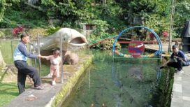 Pengunjung Kampung Wisata Taman Lele Semarang melihat-lihat ikan lele jumbo. (Foto: Mualim)