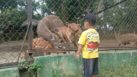 Pengunjung Semarang Zoo sedang melihat koleksi satwa