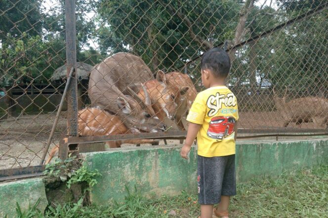 
					Pengunjung Semarang Zoo sedang melihat koleksi satwa