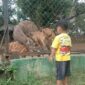 Sitatunga dari Ragunan Beranak di Semarang Zoo, Koleksi Satwa Kian Bertambah