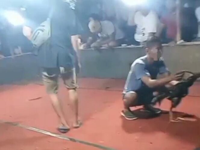 
					Judi Sabung Ayam Bebas Beroperasi di Sukorejo Kendal, APH Diminta Turun Tangan 