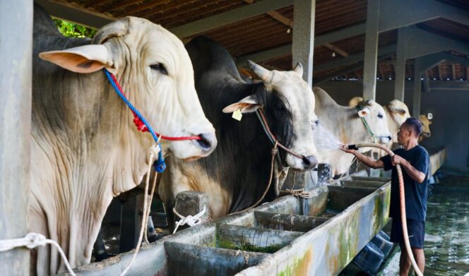 
					Berkah Setia Farm Tumbuh Pesat, Jadi Role Model Peternakan Modern di Jateng