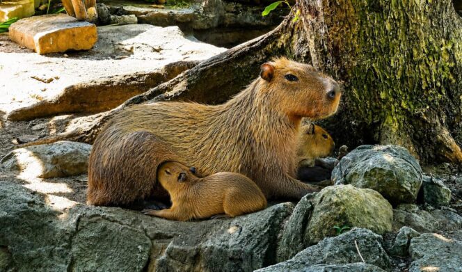 
					Semarang Zoo Tambah Koleksi Satwa Melalui Kelahiran Dua Anak Kapibara