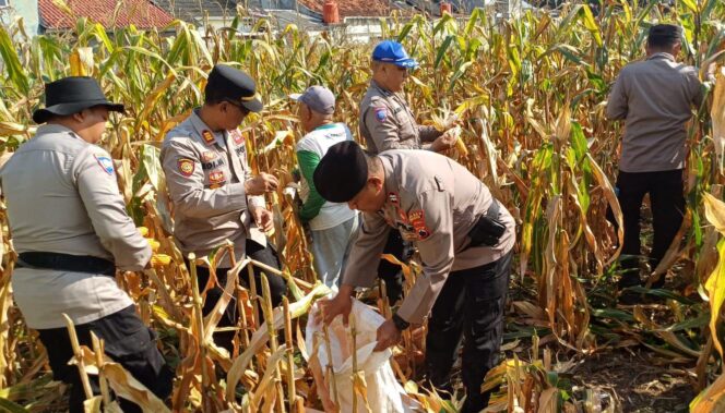 
					Panen Jagung 3 Ton, Polsek Bumiayu Perkuat Dukungan Ketahanan Pangan Nasional