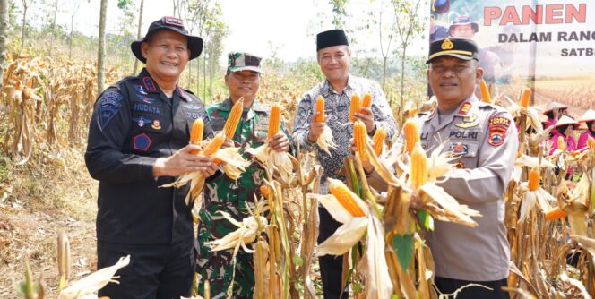 
					Satbrimob Polda Jateng Panen 8 Ton Jagung di Kendal, Perkuat Ketahanan Pangan Nasional