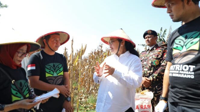 
					GP Ansor Kota Semarang Buktikan Komitmen Ketahanan Pangan Lewat Panen Jagung di Lahan Sewa