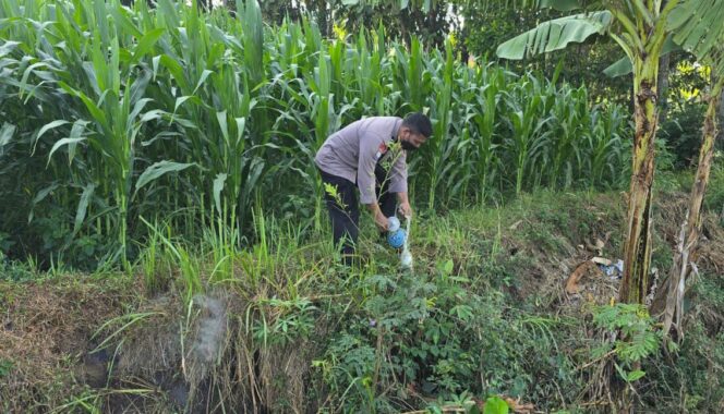 
					Polsek Ampel Bersama Petani Gelar Gropyokan Tikus untuk Lindungi Hasil Panen