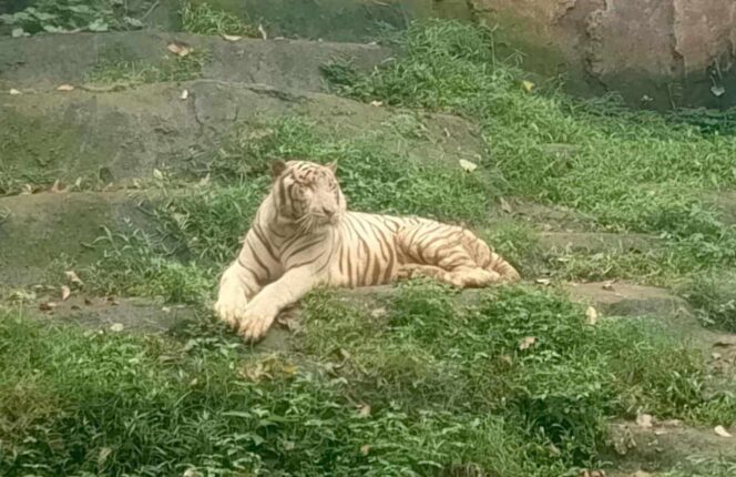 
					Wali Kota Semarang Selidiki Kematian Harimau Putih Anggun di Semarang Zoo