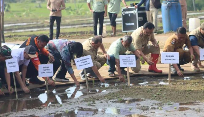 
					Petani Desa Kemetul Kembangkan Padi Semi Organik, Hasil Panen Dinilai Lebih Menguntungkan
