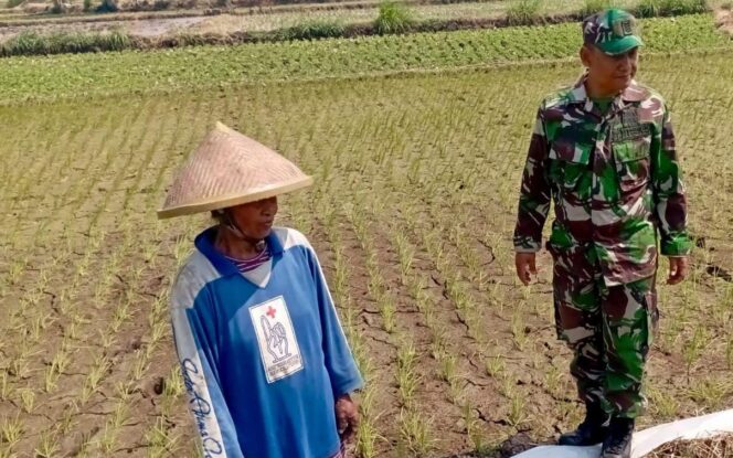 
					Babinsa Potronayan Dorong Semangat Petani Jalani MT III, Yakin Panen Tetap Maksimal di Musim Kemarau