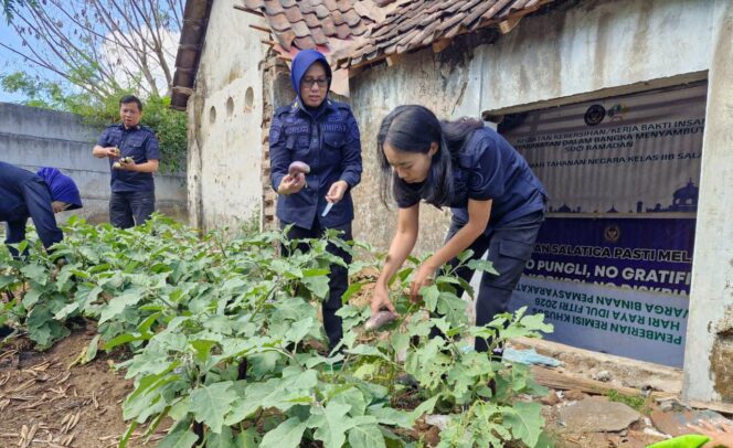 
					Rutan Salatiga Panen Terong, Pembinaan Kemandirian Warga Binaan Terus Diperkuat