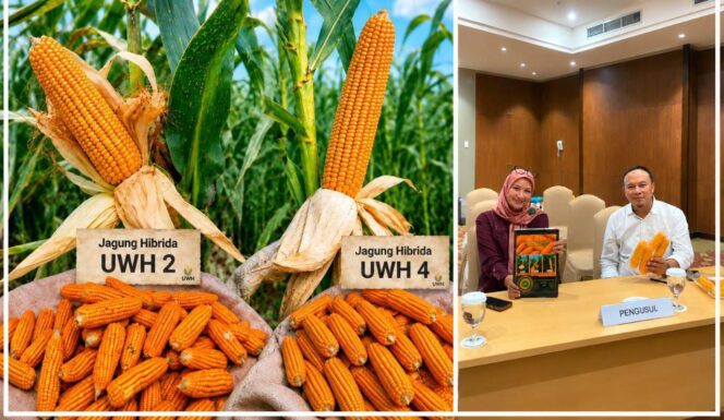 
					Dua Varietas Jagung Hibrida Unwahas Lolos Evaluasi Kementan