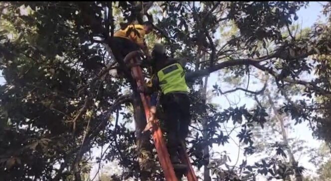 
					Petik Alpukat Berujung Maut, Warga Cepogo Diduga Tersengat Listrik