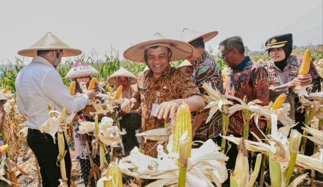 
					Jagung Jadi Kekuatan Baru Lumbung Pangan Jateng, Produksi Capai 3,7 Juta Ton
