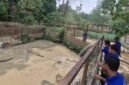 Pengisian air di kolam buaya. (Foto: dok Semarang Zoo)