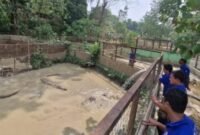 Pengisian air di kolam buaya. (Foto: dok Semarang Zoo)