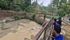 Pengisian air di kolam buaya. (Foto: dok Semarang Zoo)