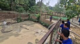 Pengisian air di kolam buaya. (Foto: dok Semarang Zoo)