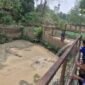 Pengisian air di kolam buaya. (Foto: dok Semarang Zoo)
